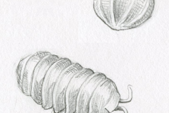 arvore_Bicho-de-conta