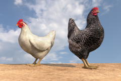 Local_vs_Improved-Adult-more-colors