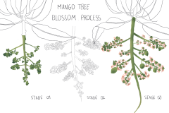 MangoTree-BlossomProcess-small