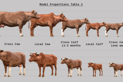 Model-Proportions-Table-2